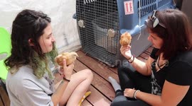 Alaskan Malamute Sojou and the new Chicks Day 2