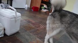 Alaskan Malamute Sojou Excited to meet her new Chickens