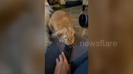 This adorable bunny appears to have a problem with his owner watching television
