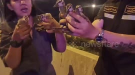 Duck family wanders across motorway inches from speeding trucks