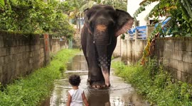 Adorable Friendship Between a Two Year OIld Baby and a Jumbo