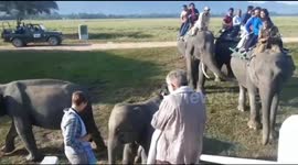 Herd of tuskers were seen taking a joy shower before giving the tourists a ride on their back in Kaziranga in North East India