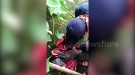 Indian official rescues fruit bat entangled in kite string on a mango tree