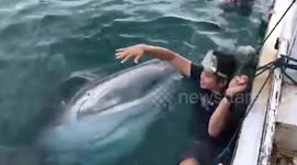 Moment whale shark opens giant mouth to 'swallow' snorkeler posing for photo in Indonesia