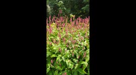 Bees garden paradise