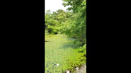 Pond with water flowers
