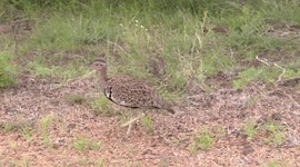 The bizarre, ear-splitting call of the male Red-crested Bustard