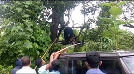 Bear stuck in a tree for 30 hours before rescue by Indian forest officials