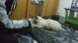 Cat playing keyboard