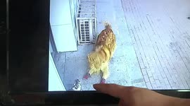 Golden retriever stops cat after it falls from building and knocks over its owner in China