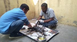 Dog is unrecognisable after being found covered with TAR in western India