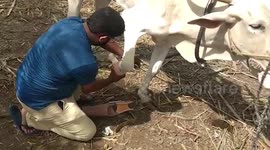Man fits disabled cow with prosthetic leg after noticing its struggle in India