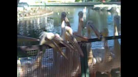 Kids Feeding Pelicans