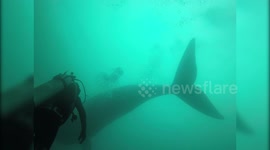Huge whale appears out of nowhere as scuba divers explore shipwreck in Argentina