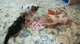 Yumy Fresh Bones For 4 Twins Kittens
