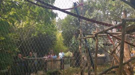 Monkey showing back side