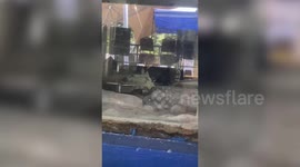 Huge rats steal penguin's food from zoo in Malaysia