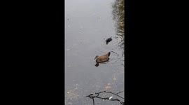 Baby moorhen fed by praents