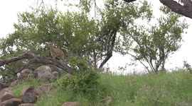 Friends? A Klipspringer antelope shares its rocky home with a huge lizard