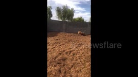 Freddy’s first rain https://t.co/ujDJOMKFQ3