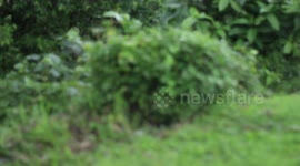 happy little monkey family