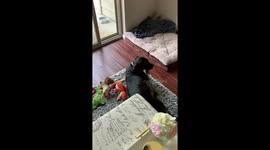 Pup Runs Into Screen-Door