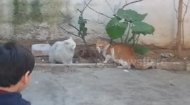Cats quarrel