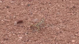This amazing lizard swivels its eyes to look backwards!