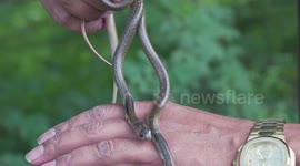 Rescuer digs into Muslim saint’s tomb to find three baby cobras in India