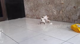 Kitten Playing Tissue Paper