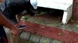 Crocodile rescued from under concrete bench after straying into city in western India