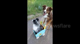 'Hop in lil momma!' Mini Aussie in Canada takes friend for a ride