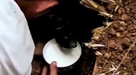 Dog rescued after miraculously surviving being buried in landslide for over a month