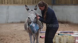 A specially made breathing 'inhaler' is being worn by a DONKEY with breathing problems