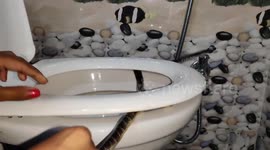 Boy finds deadly snake under toilet seat in western India