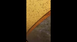 Academic says he was 'eaten alive' by midges during hiking trip