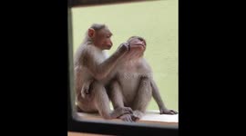 Adorable monkeys groom and cuddle in southern India