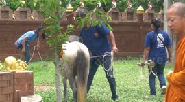 Pony given prosthetic leg after being hit by car and left on the roadside in Thailand