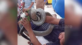 Vietnamese farm worker rushes to hospital with live cobra wrapped around his arm