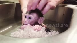 Adorable tiny monkey takes his first bath in South Carolina sink