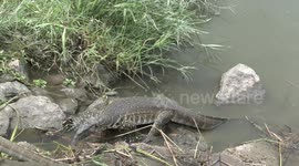 Water-loving Nile Monitor lizards basking, hunting and chasing in South Africa