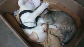 This dog and cat duo in India are best friends and do everything together