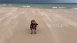 Pet dog braves Storm Ellen on UK beach