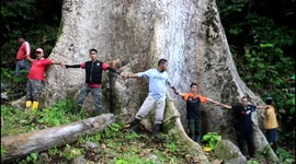 This is how one of the giant trees in the world is in Indonesia, has been founded