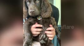 Puppy LOVES being tickled