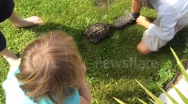 Head butting tortoise