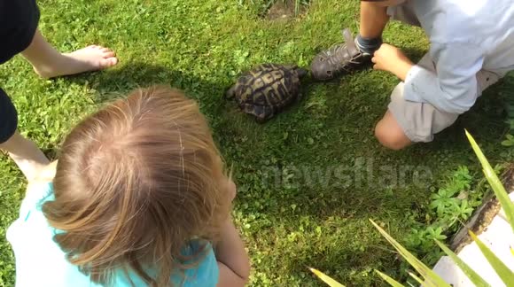 Head butting tortoise