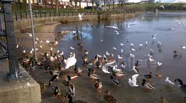 Birds on frozen UK lake