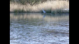 Grey Heron stalks the frozen lake