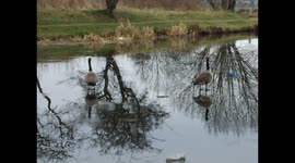 Geese walking on frozen Rochdale Canal